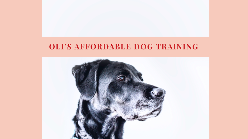 Oli’s Affordable Pet Training, Sitting, Walking, and More