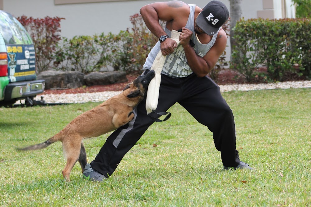 The K9 Training Academy Orlando LLC