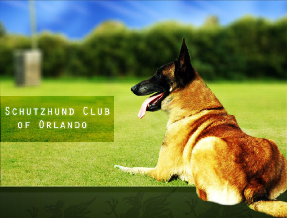 Schutzhund Club of Orlando