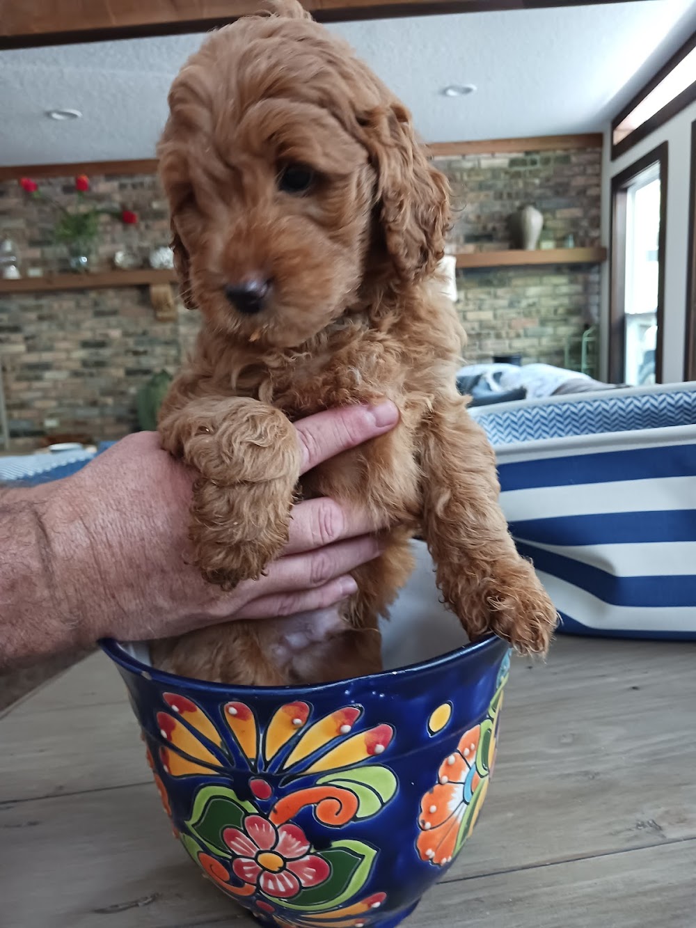 Bay Lake Labradoodles