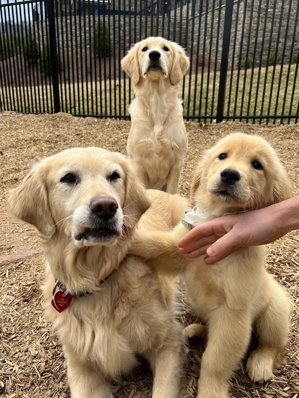 Eagleridge Golden Retrievers