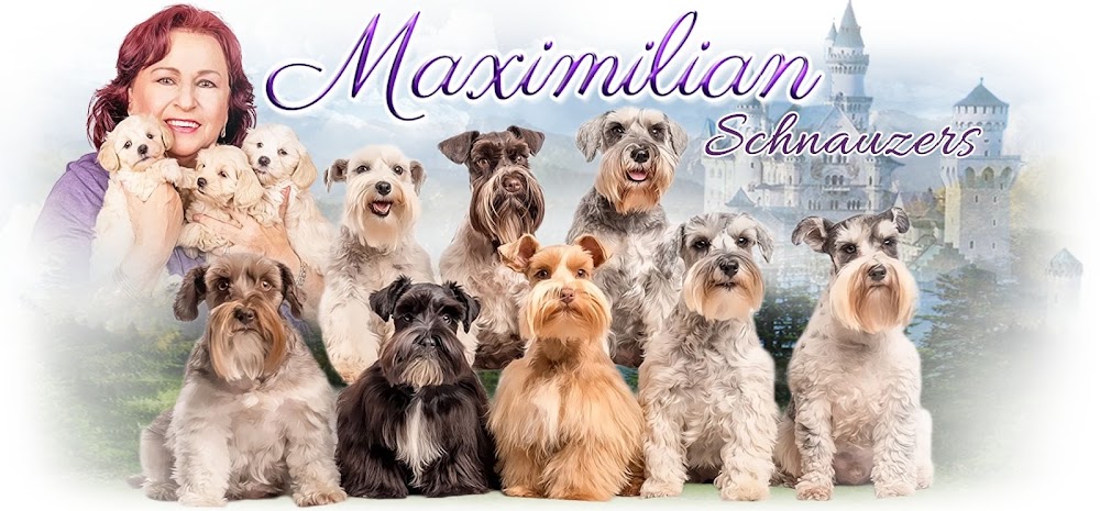 Maximilian Schnauzers & Ooh La La Frenchies