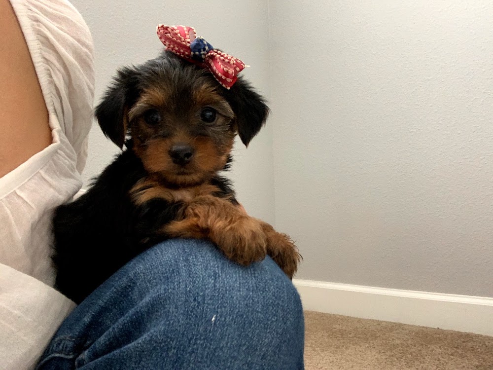 My Yorkie US