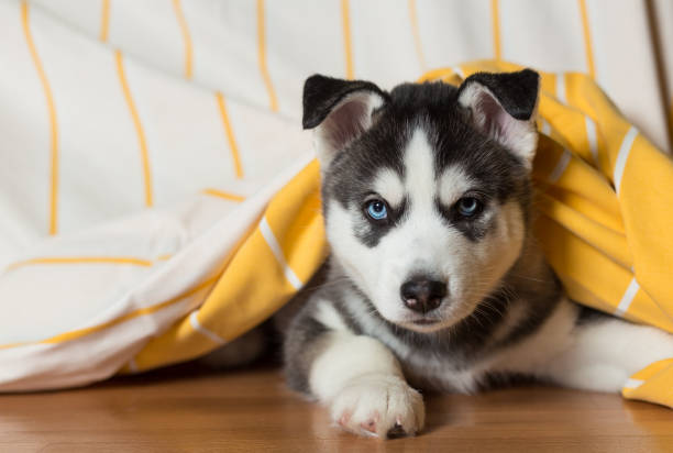 Siberian Huskies Puppies Golden Retrievers