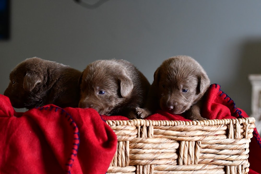 VJL Silver Labradors