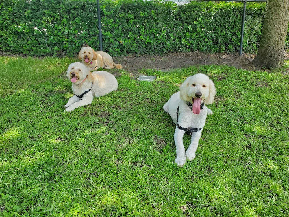 Lake Nona Dog Walkers