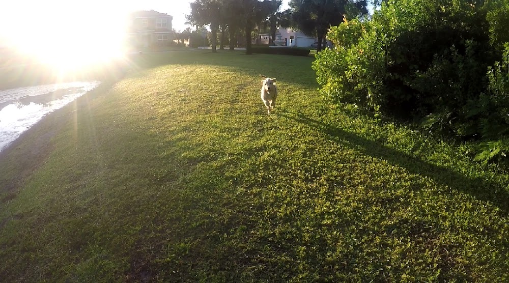 Lucky Paws K9 Training