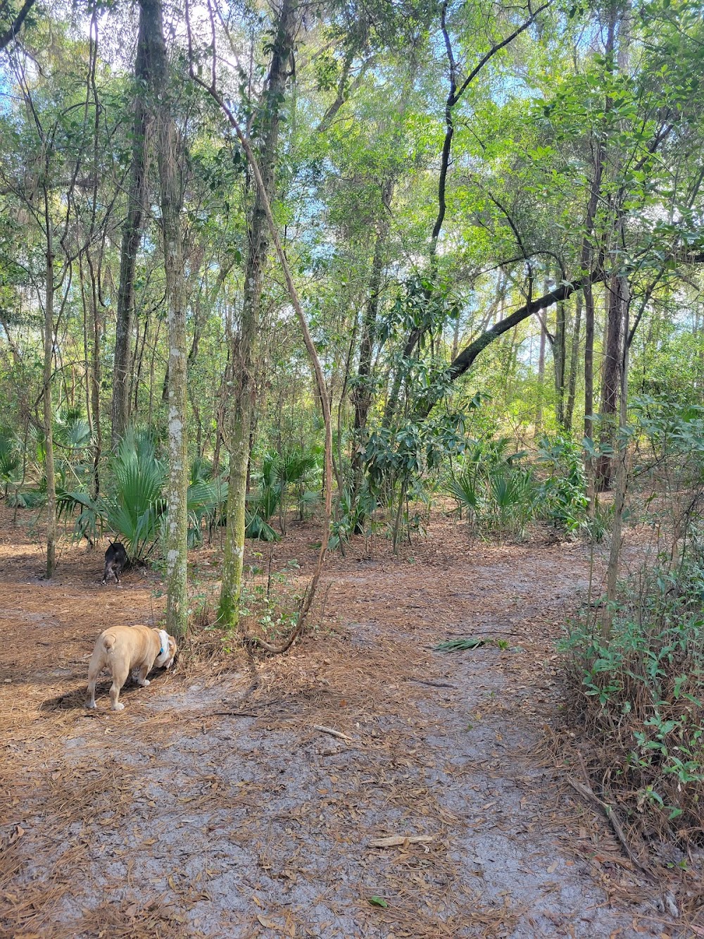 Waggin Trails Dog Park