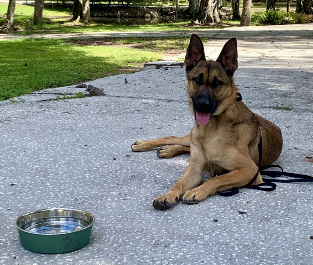 Off Leash K9 Training Tampa