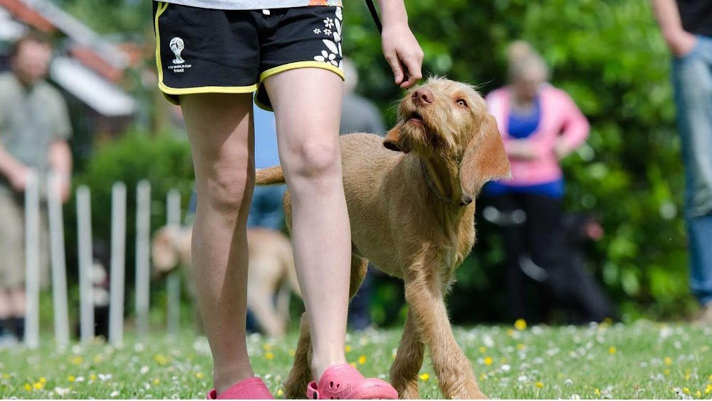 AlphA and Omega Dog Training