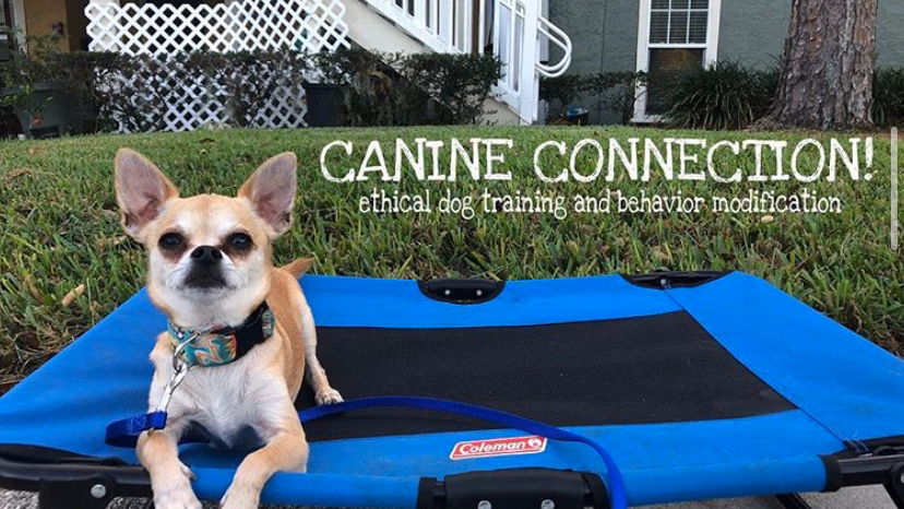 Canine Connection LLC