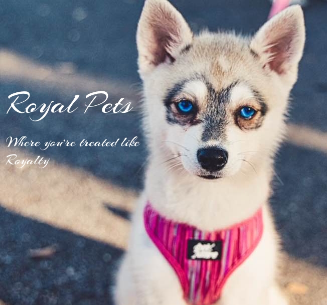 Royal Pets Market, Resort, Veterinary Center