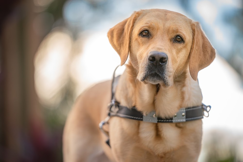 Southeastern Guide Dogs Inc