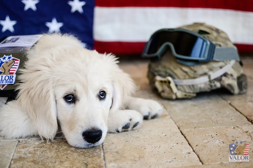 Valor Service Dogs