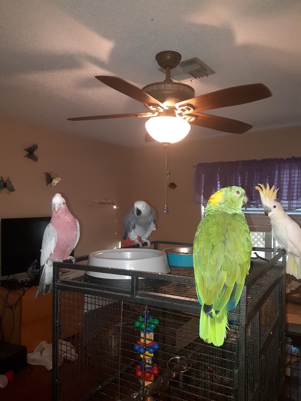 Adrianna’s Exotic bird and Animal Rescue