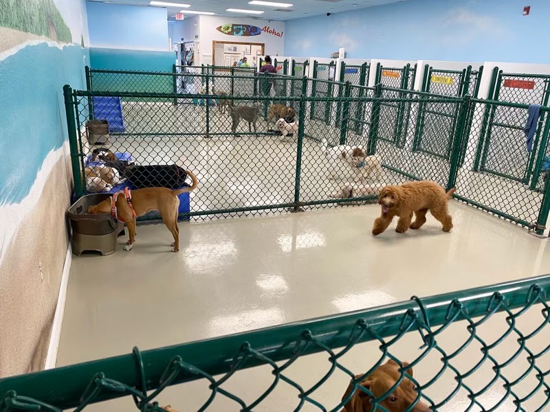 DoggyDay Inn Resort, Daycare & Grooming