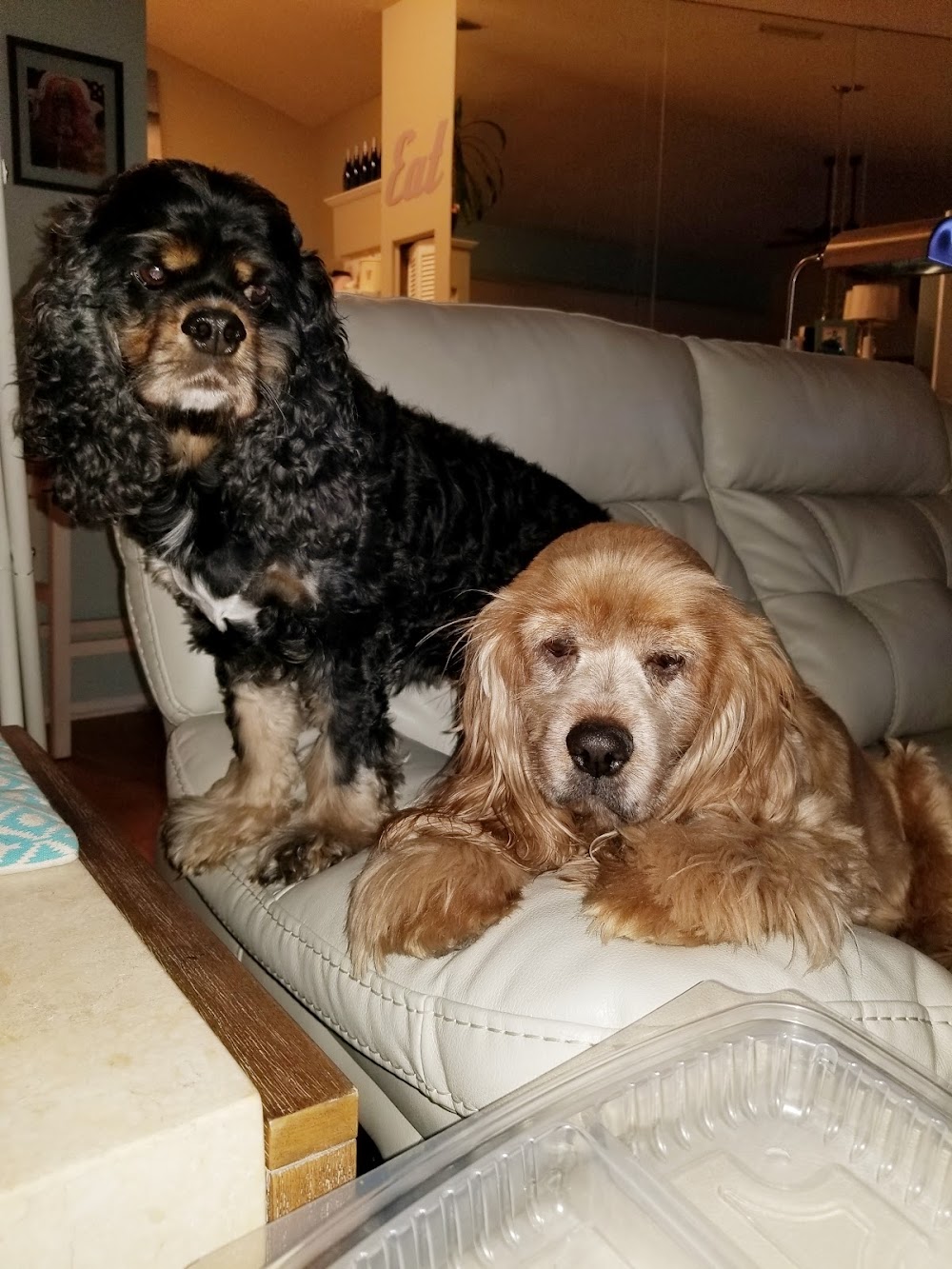 Florida Cocker Spaniel Rescue