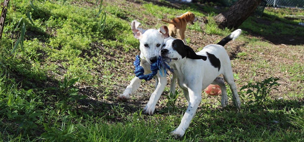 Friends of Strays Animal Shelter