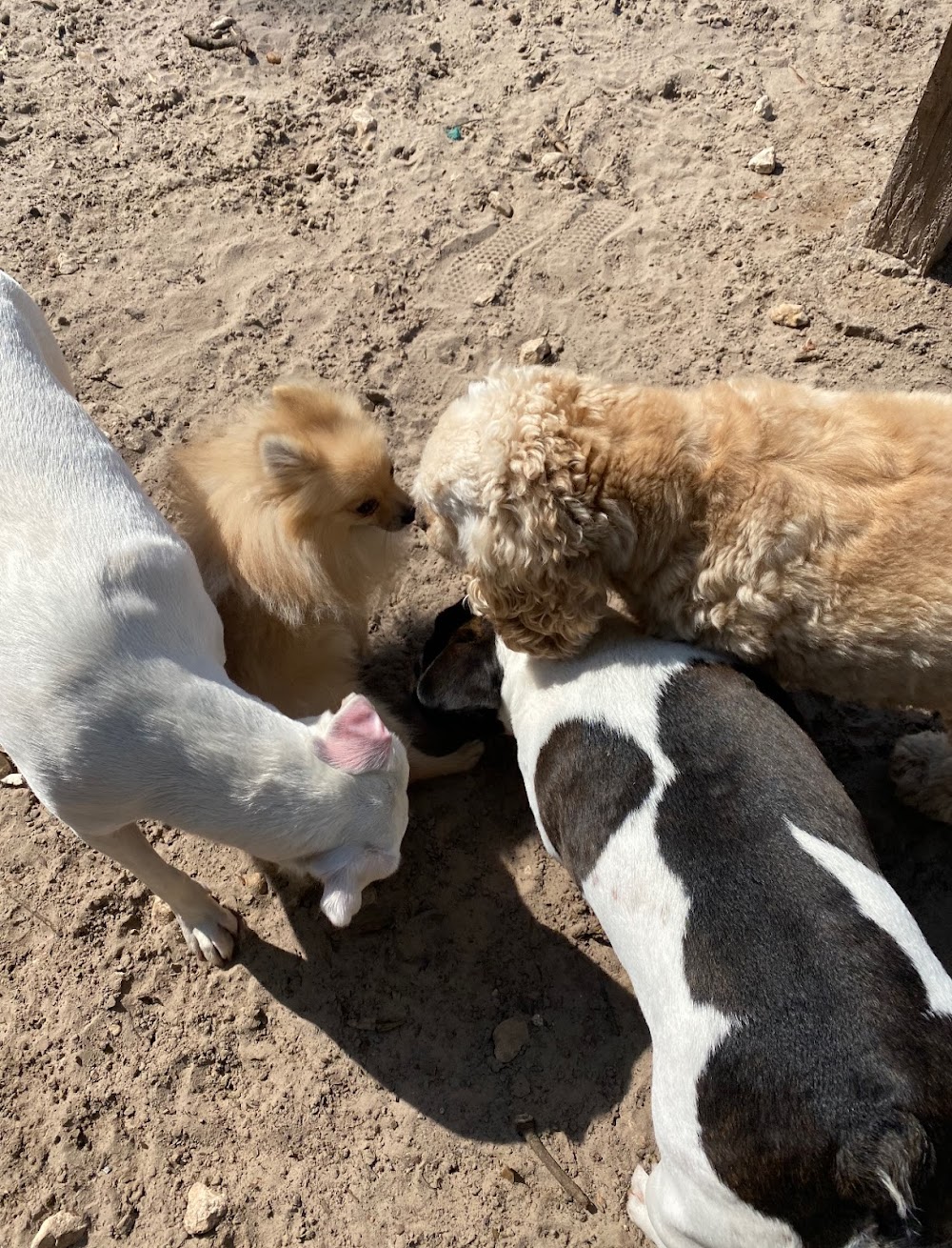 The Barkery Boarding and Daycare Inc.