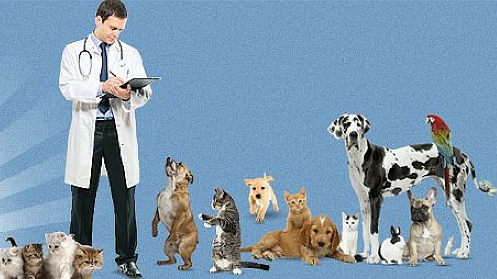 Ehrlich Animal Hospital & Arthritis Therapy Center