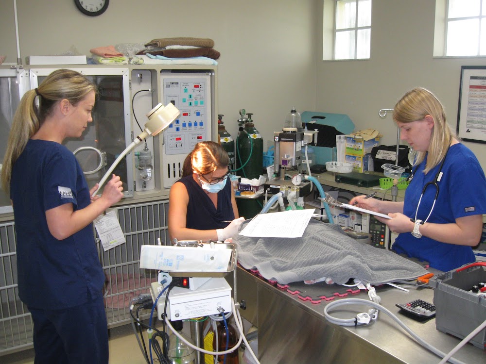 Central Animal Hospital on Pinellas Point